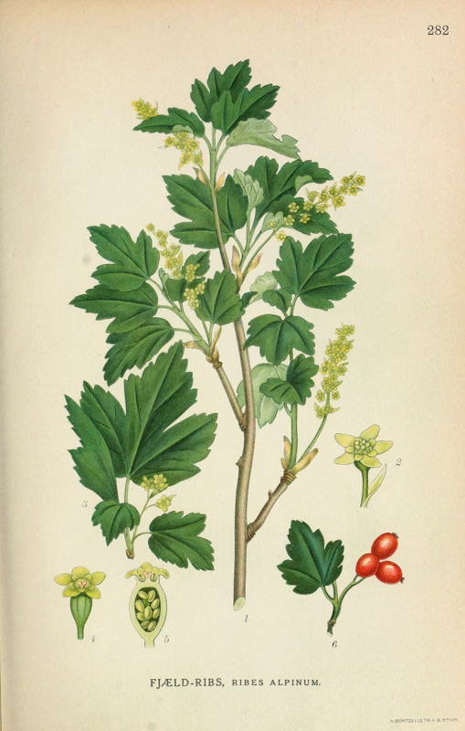 Ribes alpinum - norskflora.no