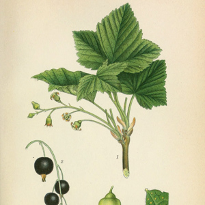 Ribes alpinum - norskflora.no