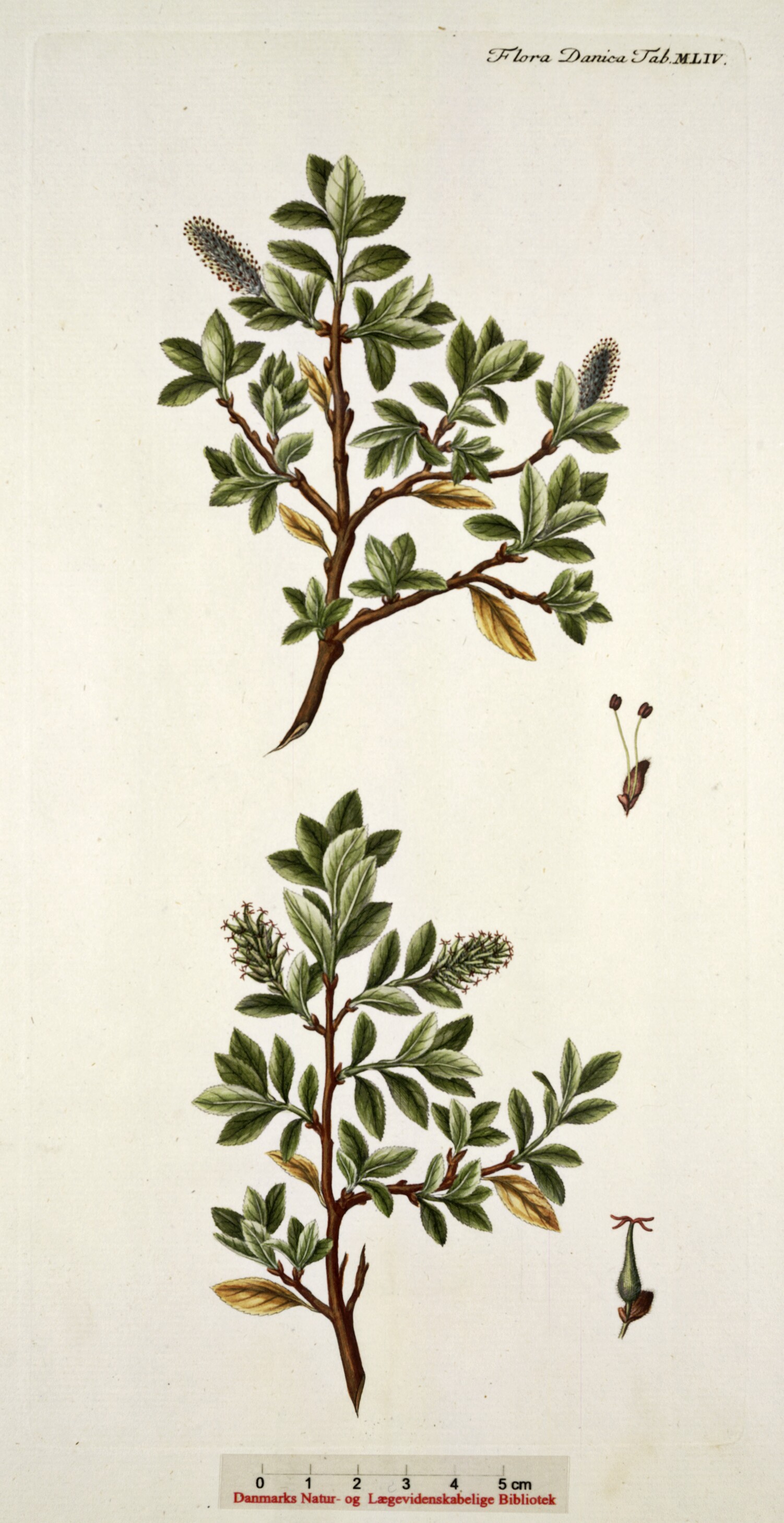 Salix myrsinites Bjørkans planteliste