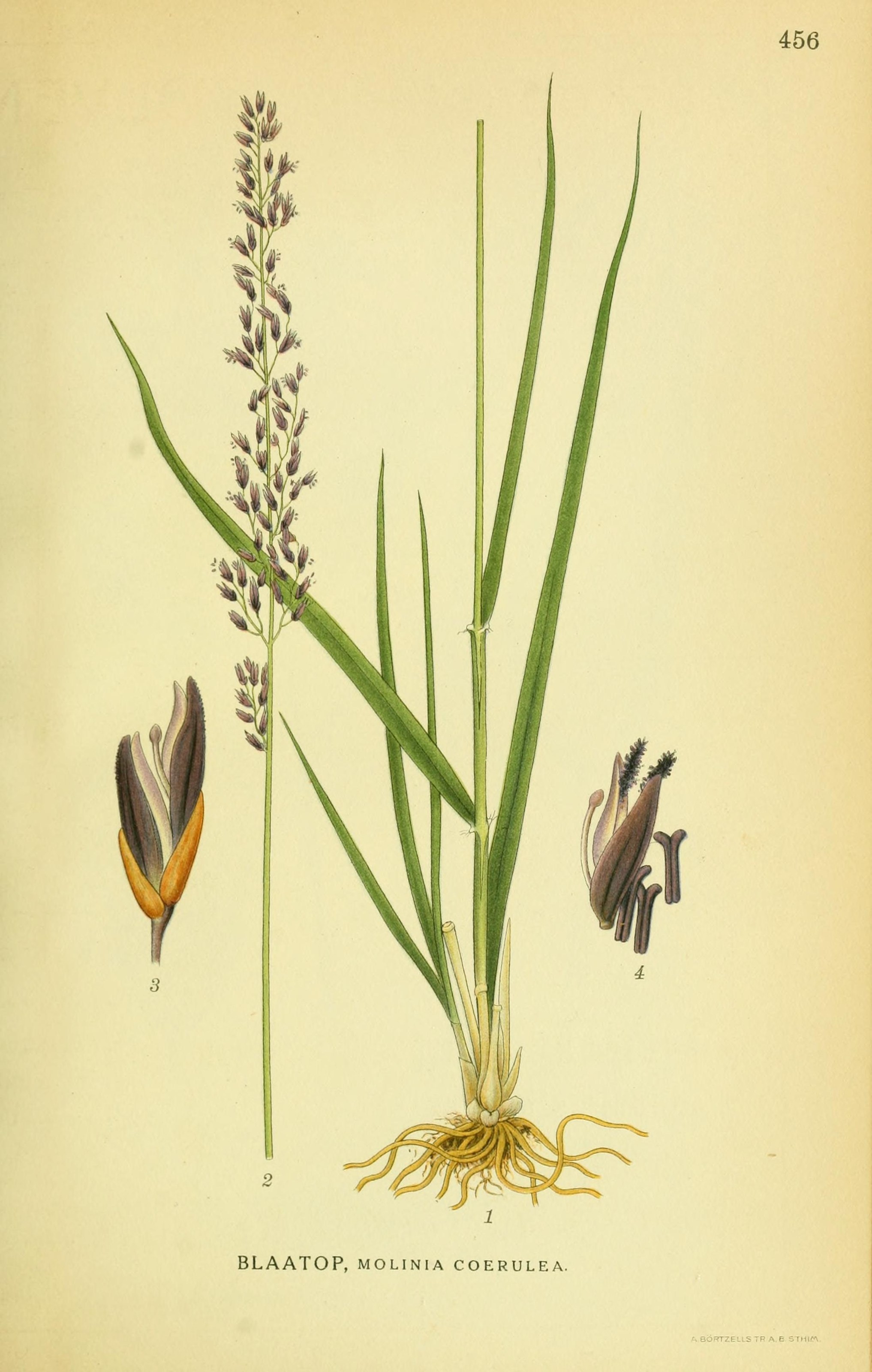 Molinia caerulea - Bjørkans planteliste