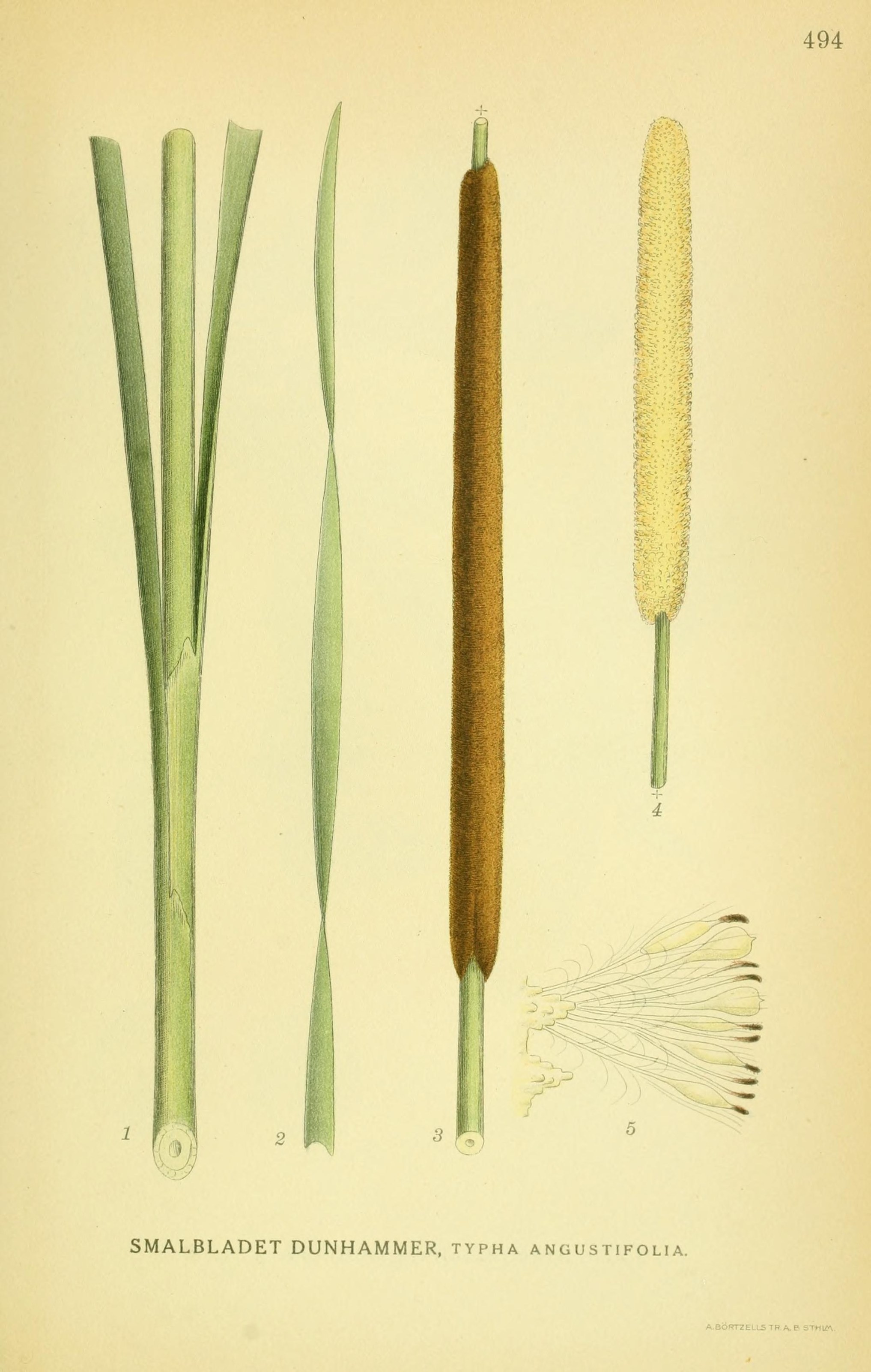 Typha angustifolia Bjørkans planteliste